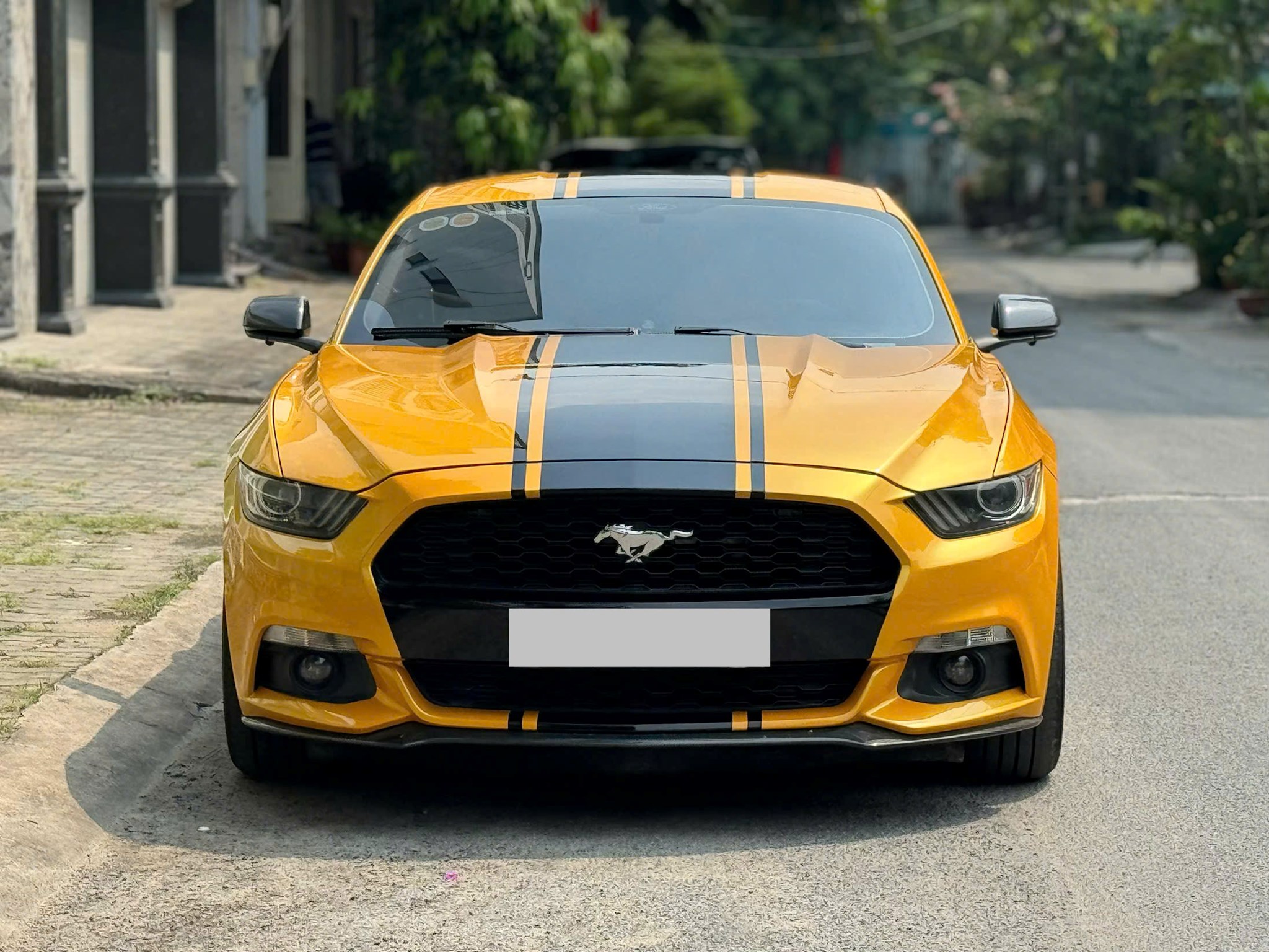 Mustang